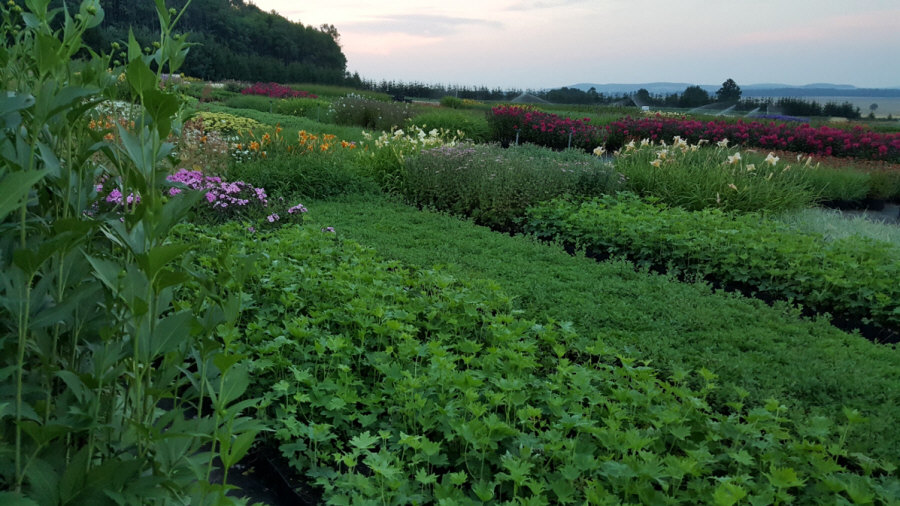 BYLINY-ŚWIERK bitki fidanlığı uzun ömürlü bitkiler otlar eğrelti otları Polonya 01