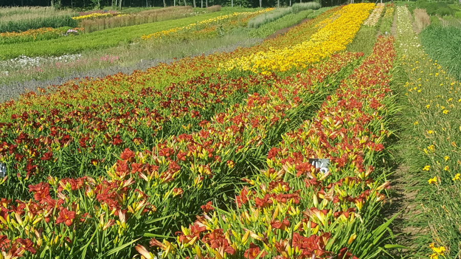 BYLINY-ŚWIERK bitki fidanlığı uzun ömürlü bitkiler otlar eğrelti otları Polonya 02