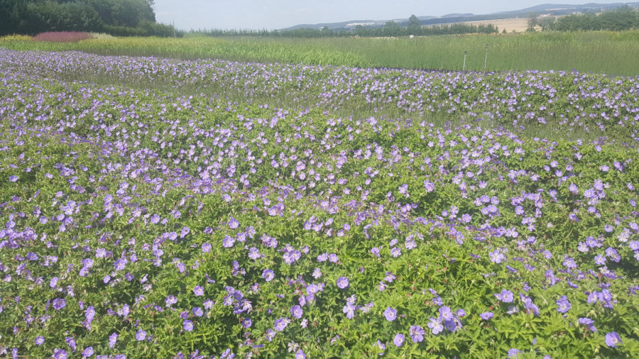 BYLINY-ŚWIERK bitki fidanlığı uzun ömürlü bitkiler otlar eğrelti otları Polonya 03