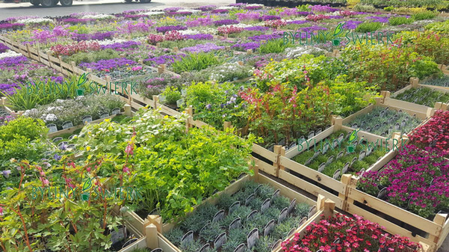 BYLINY-ŚWIERK bitki fidanlığı uzun ömürlü bitkiler otlar eğrelti otları Polonya 04