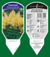 BYLINY-ŚWIERK bitki fidanlığı uzun ömürlü bitkiler otlar eğrelti otları Polonya 03