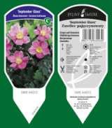 BYLINY-ŚWIERK bitki fidanlığı uzun ömürlü bitkiler otlar eğrelti otları Polonya 05