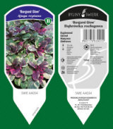 BYLINY-ŚWIERK bitki fidanlığı uzun ömürlü bitkiler otlar eğrelti otları Polonya 07