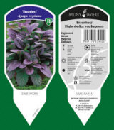 BYLINY-ŚWIERK bitki fidanlığı uzun ömürlü bitkiler otlar eğrelti otları Polonya 08