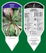 BYLINY-ŚWIERK bitki fidanlığı uzun ömürlü bitkiler otlar eğrelti otları Polonya 09