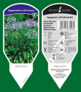 BYLINY-ŚWIERK bitki fidanlığı uzun ömürlü bitkiler otlar eğrelti otları Polonya 10