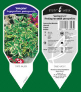 BYLINY-ŚWIERK bitki fidanlığı uzun ömürlü bitkiler otlar eğrelti otları Polonya 11