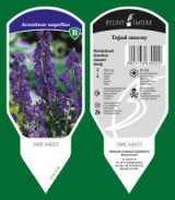 BYLINY-ŚWIERK bitki fidanlığı uzun ömürlü bitkiler otlar eğrelti otları Polonya 12