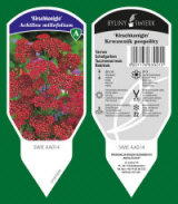 BYLINY-ŚWIERK bitki fidanlığı uzun ömürlü bitkiler otlar eğrelti otları Polonya 13