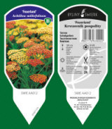 BYLINY-ŚWIERK bitki fidanlığı uzun ömürlü bitkiler otlar eğrelti otları Polonya 14