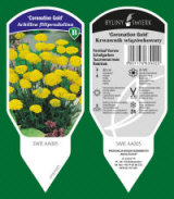 BYLINY-ŚWIERK bitki fidanlığı uzun ömürlü bitkiler otlar eğrelti otları Polonya 15