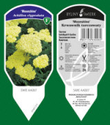 BYLINY-ŚWIERK bitki fidanlığı uzun ömürlü bitkiler otlar eğrelti otları Polonya 16