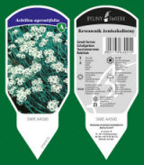 BYLINY-ŚWIERK bitki fidanlığı uzun ömürlü bitkiler otlar eğrelti otları Polonya 17