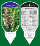 BYLINY-ŚWIERK bitki fidanlığı uzun ömürlü bitkiler otlar eğrelti otları Polonya 18