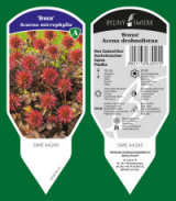 BYLINY-ŚWIERK bitki fidanlığı uzun ömürlü bitkiler otlar eğrelti otları Polonya 19