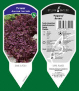 BYLINY-ŚWIERK bitki fidanlığı uzun ömürlü bitkiler otlar eğrelti otları Polonya 20